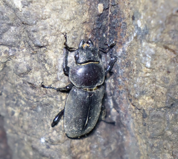 コクワガタ♀_No.9のクヌギ_クワガタ達のオアシス_2023年9月4日19時25分 気温27.7度